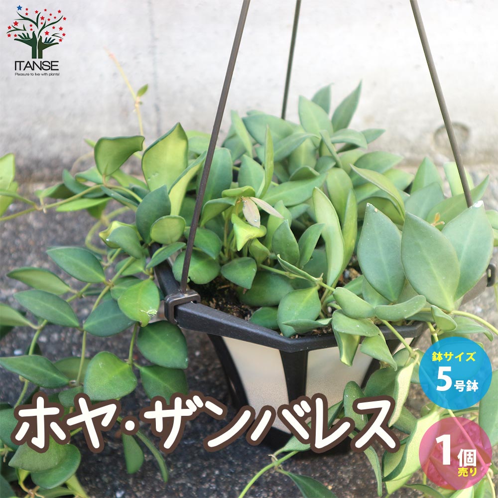 ホヤ(桜ラン)・ザンバレス 【観葉植物 リビングやオフィス向きサイズ