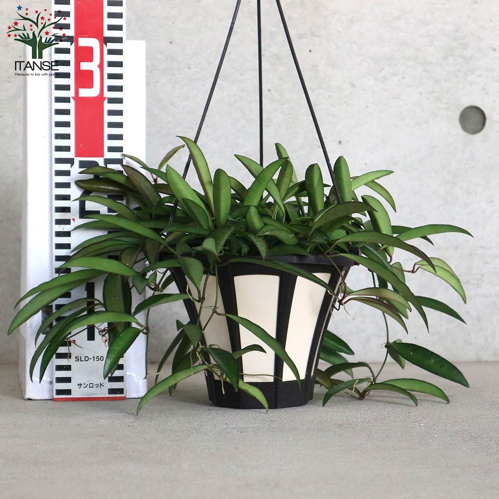hoya ホヤ フィルラ ロング 4号 ホヤ・ マクロフィラ 吊り 4号 - 植物と暮らす m-plant