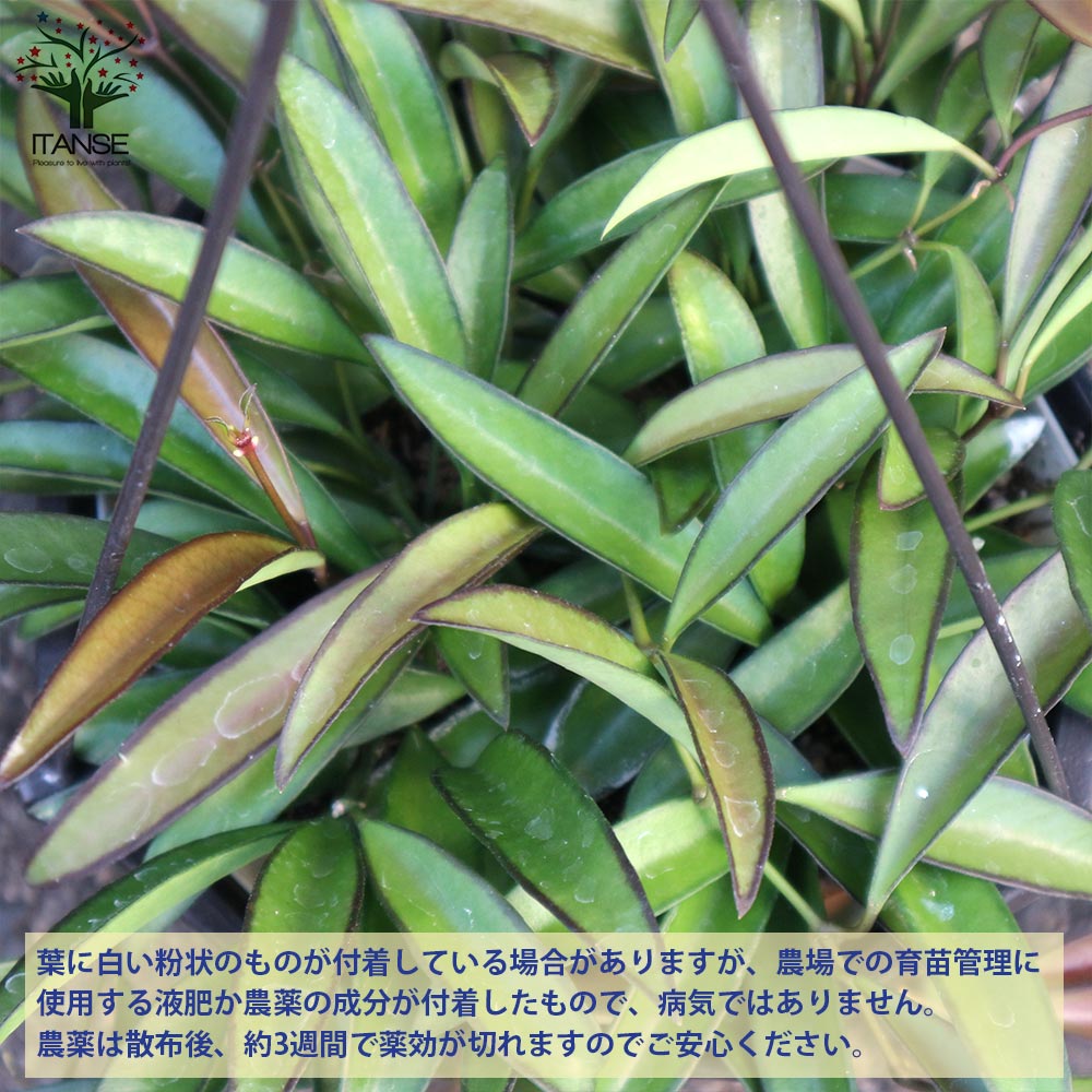 hoya ホヤ フィルラ ロング 4号 株立ち 希少種 Hoya rotundiflora ホヤ ロツンディフォリア 4号