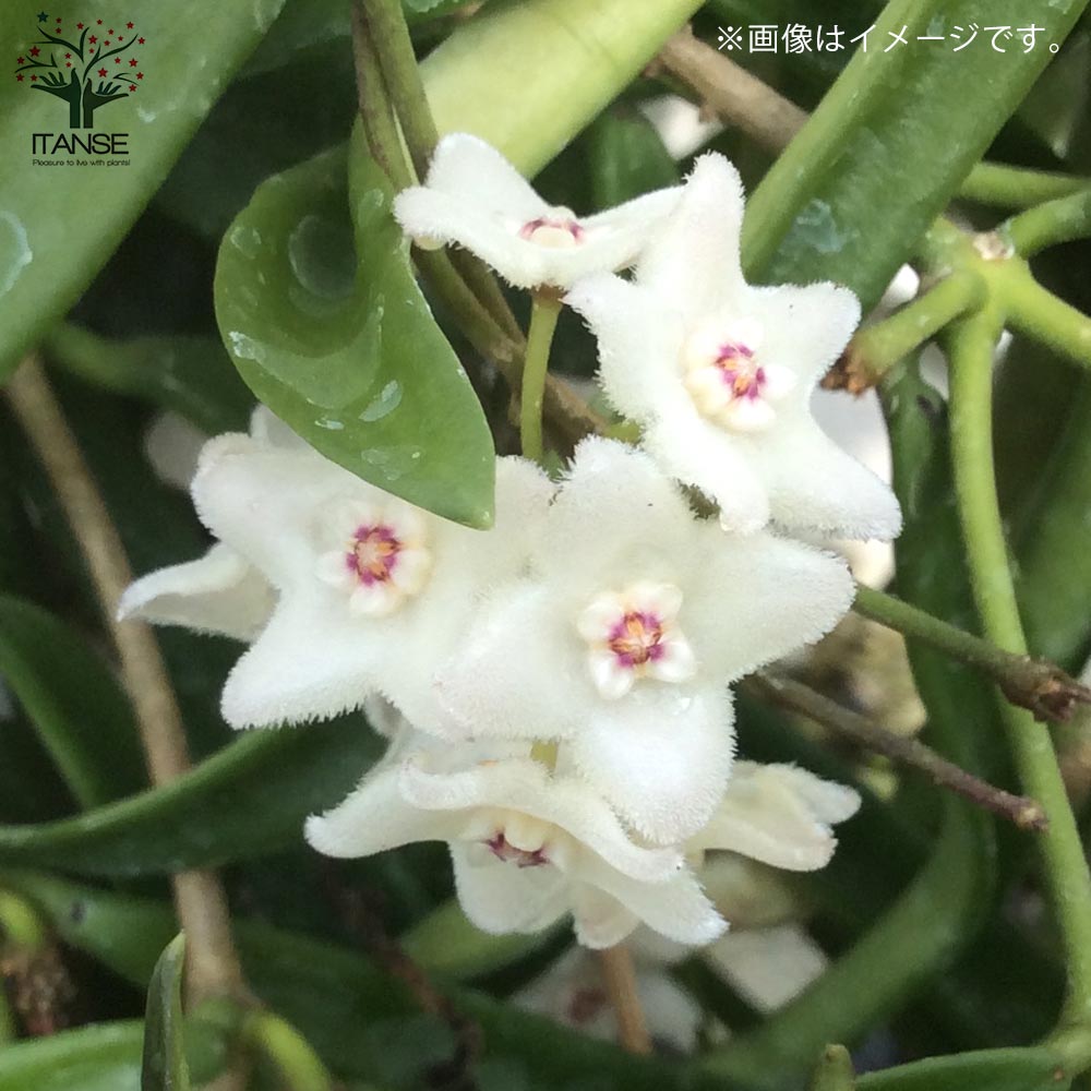 hoya ホヤ フィルラ ロング 4号 ホヤ・ マクロフィラ 吊り 4号 - 植物と暮らす m-plant
