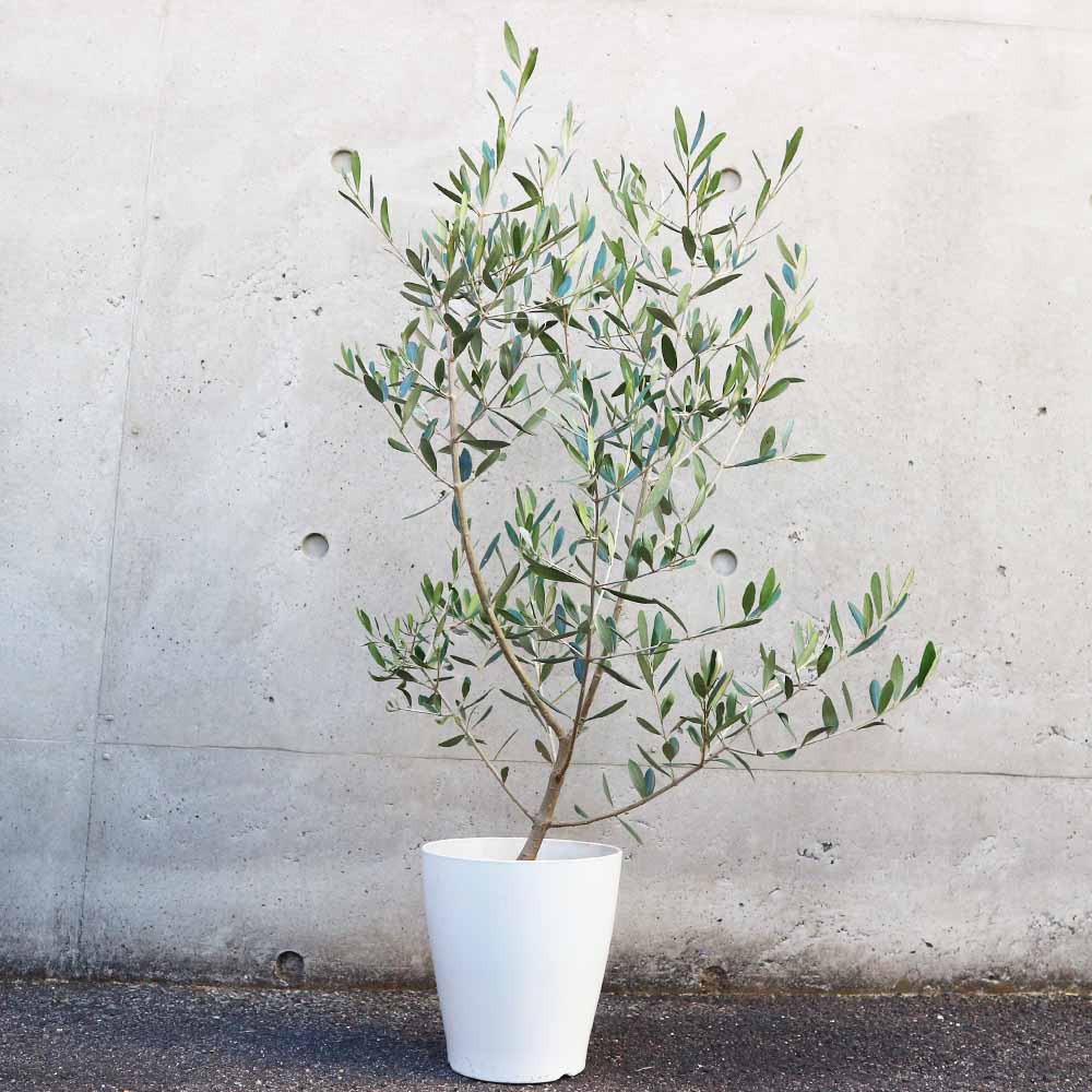 オリーブの木　フラントイオ 樹形完璧 オリーブの木 フラントイオ テラコッタ その他インテリア雑貨