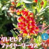 グレビレア・ファイヤーワークス 【庭木 5号鉢／1個売り】|植木・花木