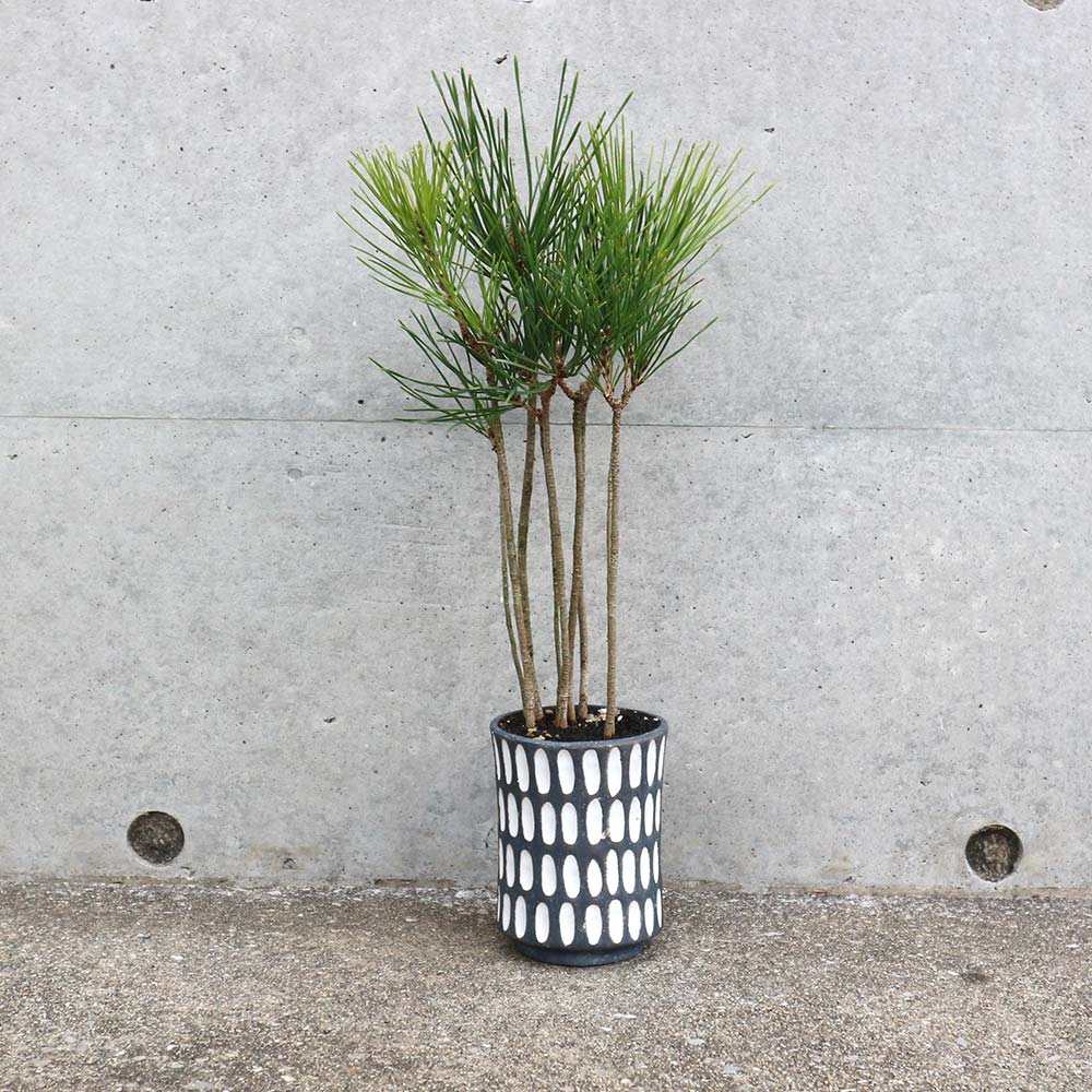 黒松ブッシュ小盆栽【庭木 9cmオシャレ陶器鉢(白黒縦長水玉鉢)／1個売り】