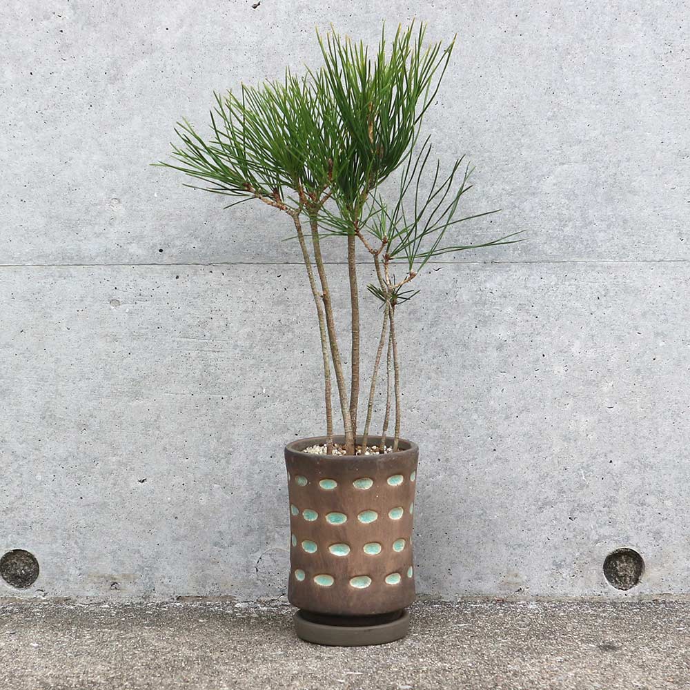 黒松ブッシュ小盆栽【庭木 9cmオシャレ陶器鉢(緑目渋茶陶器鉢)／1個売り】