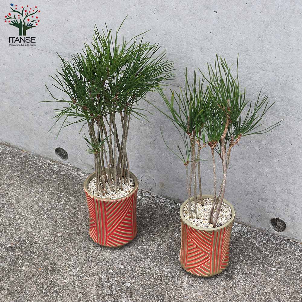 黒松の盆栽 青色陶器鉢 間もなく掲載終了‼️ 青い陶器の黒松の盆栽