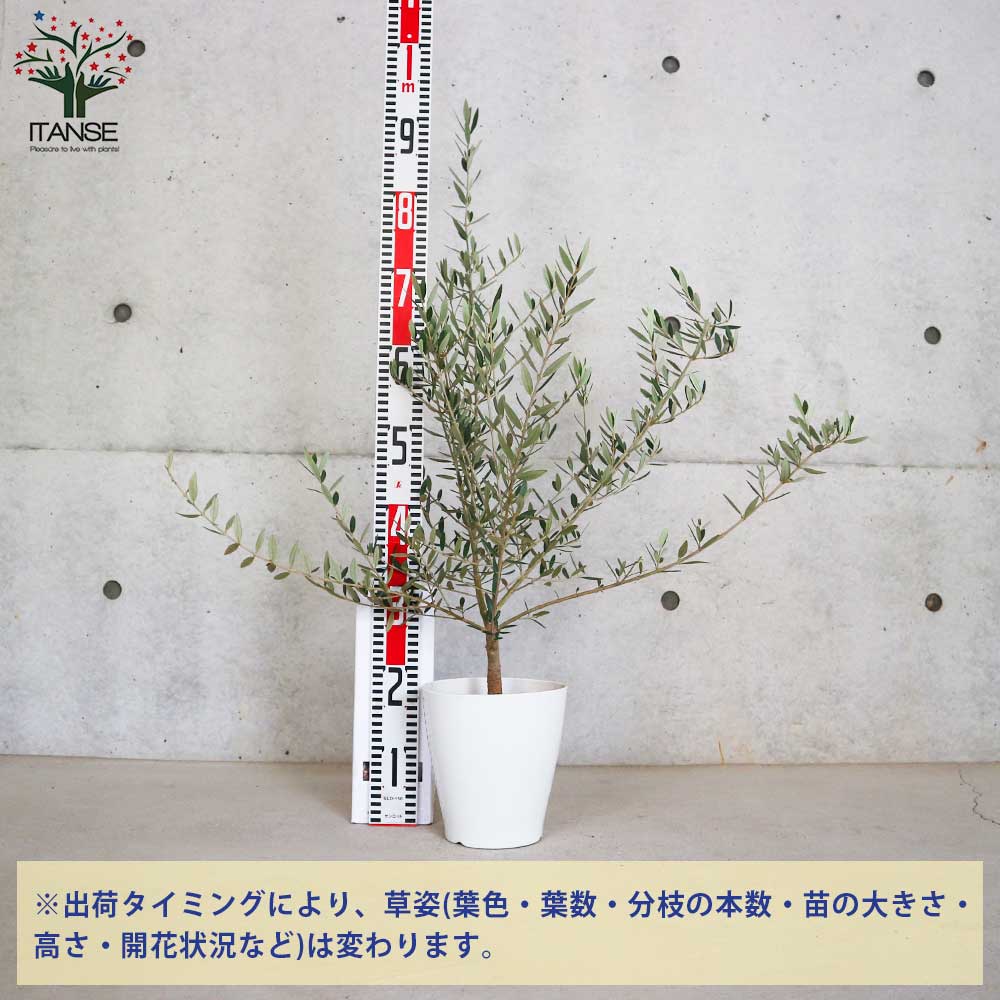 オリーブの苗木 品種：ピクアル【果樹の苗木 6号白テーパード鉢