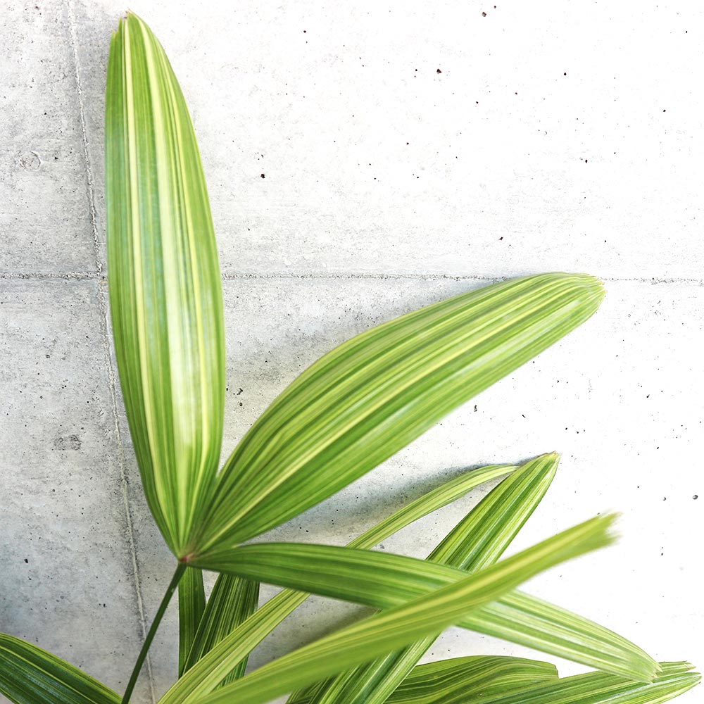 観音竹　カンノンチク　13 観音竹 カンノンチク 13