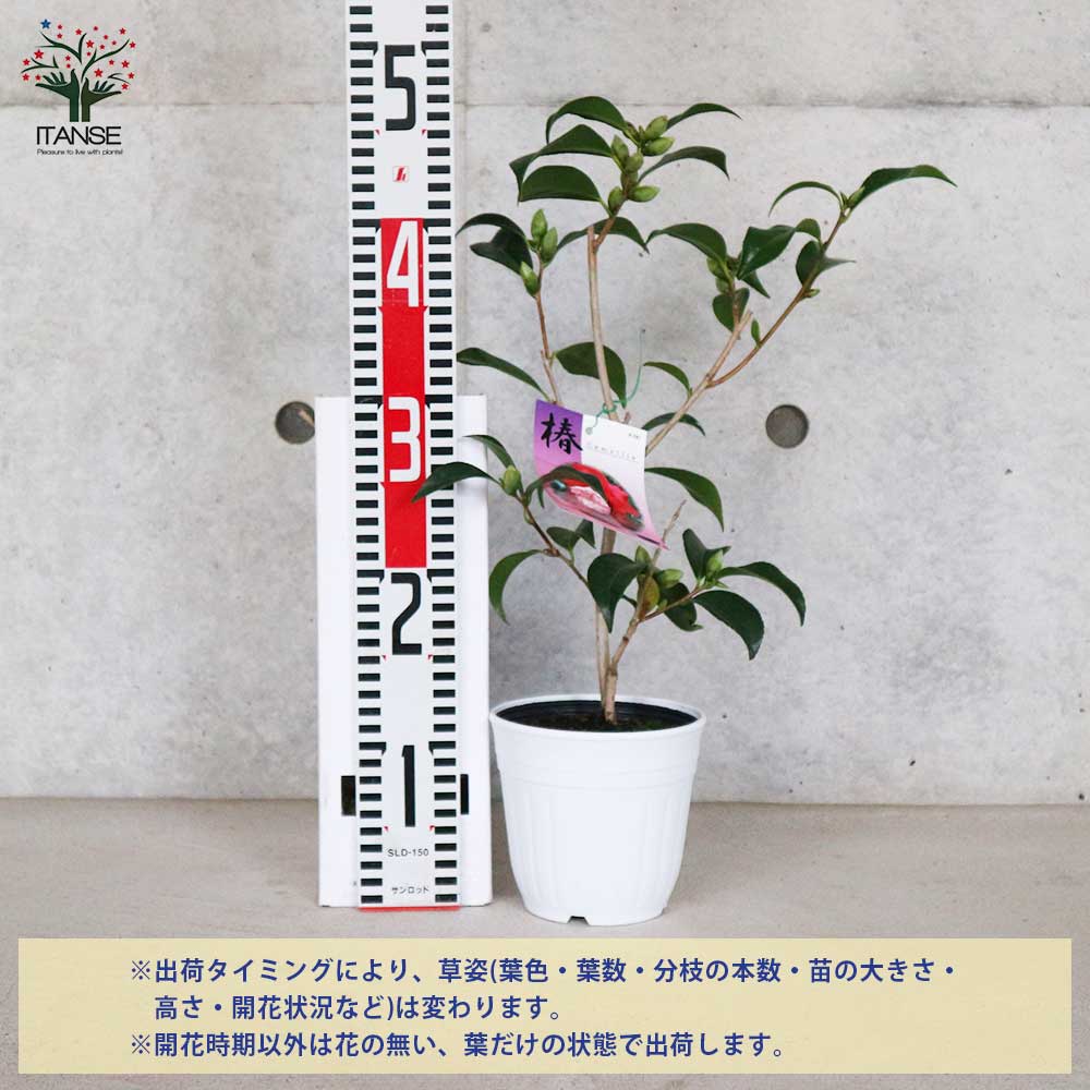 椿(ツバキ)の苗木 品種:卜伴(ボクハン)【庭木 4～4.5号苗／1個売り