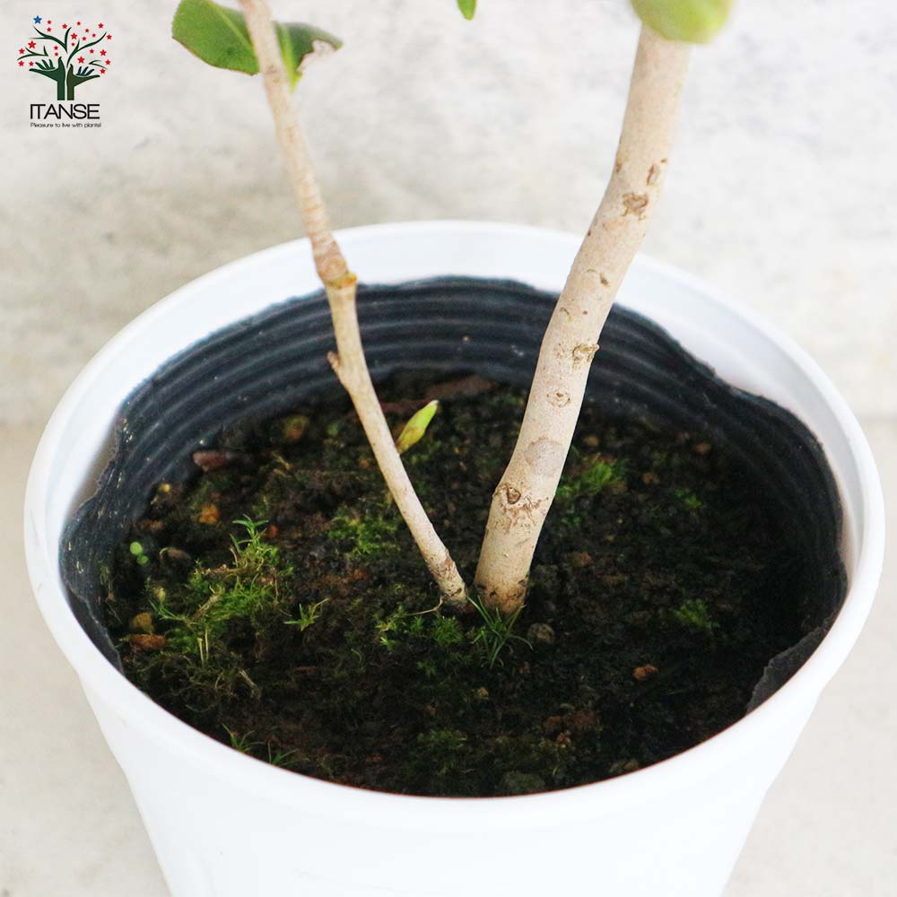 椿(ツバキ)の苗木 品種:卜伴(ボクハン)【庭木 4～4.5号苗／1個売り