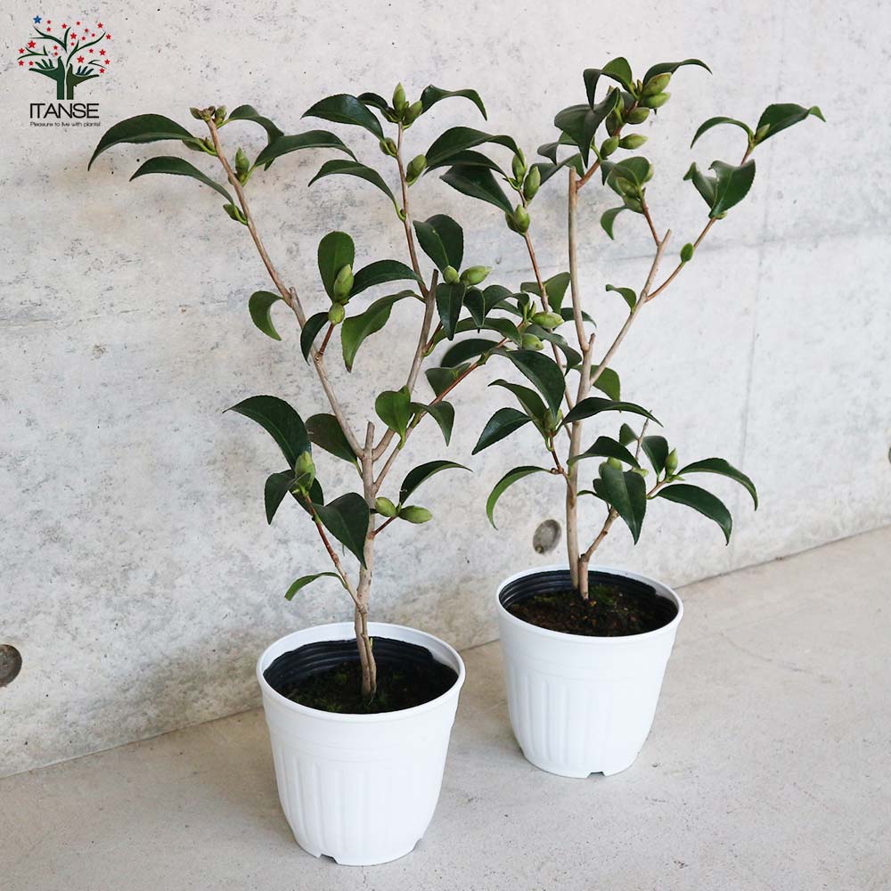 実付き　椿 imgrc0091657841.jpg