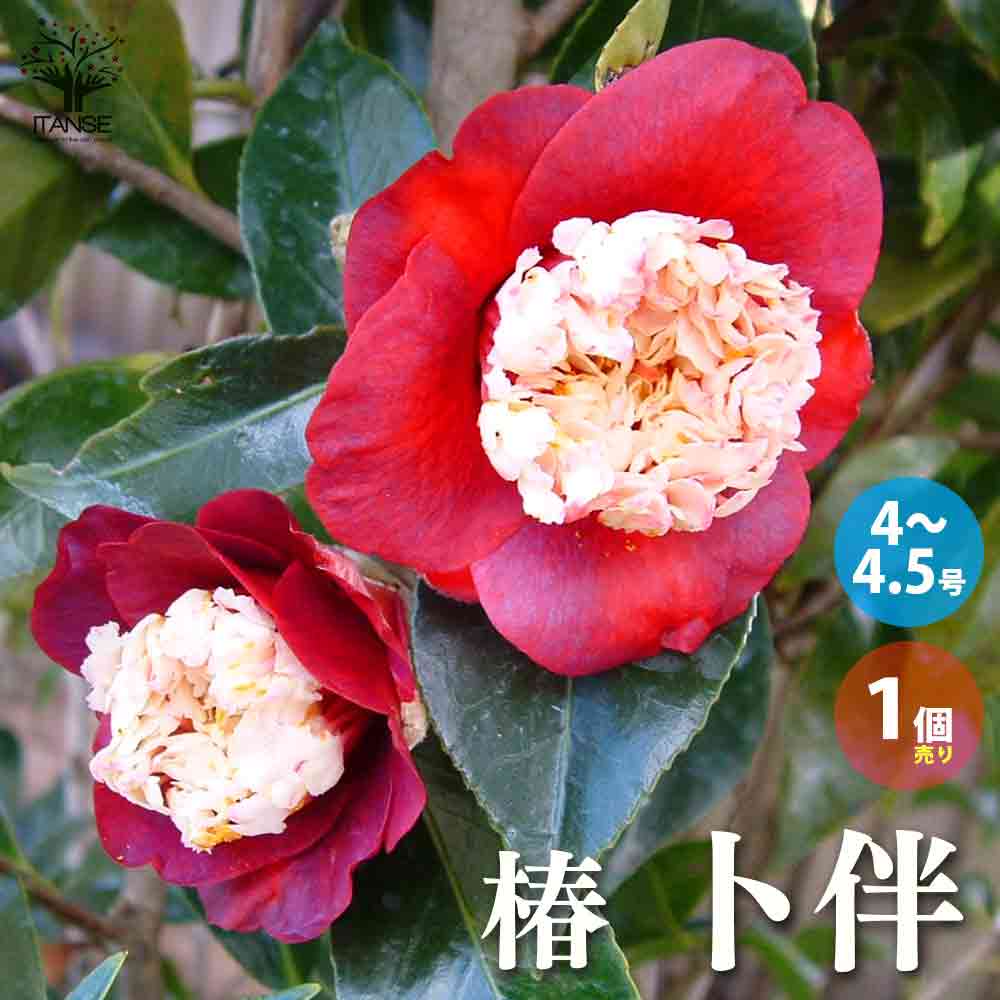 椿(ツバキ)の苗木 品種:卜伴(ボクハン)【庭木 4～4.5号苗／1個売り】