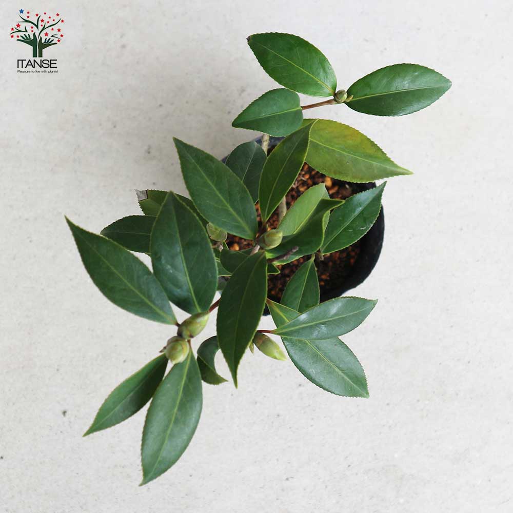 椿(ツバキ)の苗木 品種:チューリップタイム 【庭木 4号ポット苗／1個