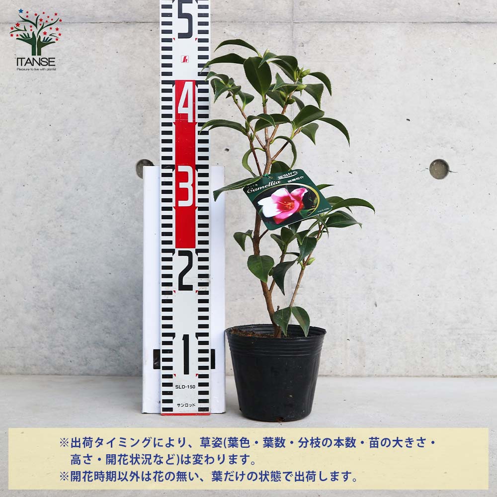 椿(ツバキ)の苗木 品種:胡蝶侘助(コチョウワビスケ)【庭木 4号ポット苗