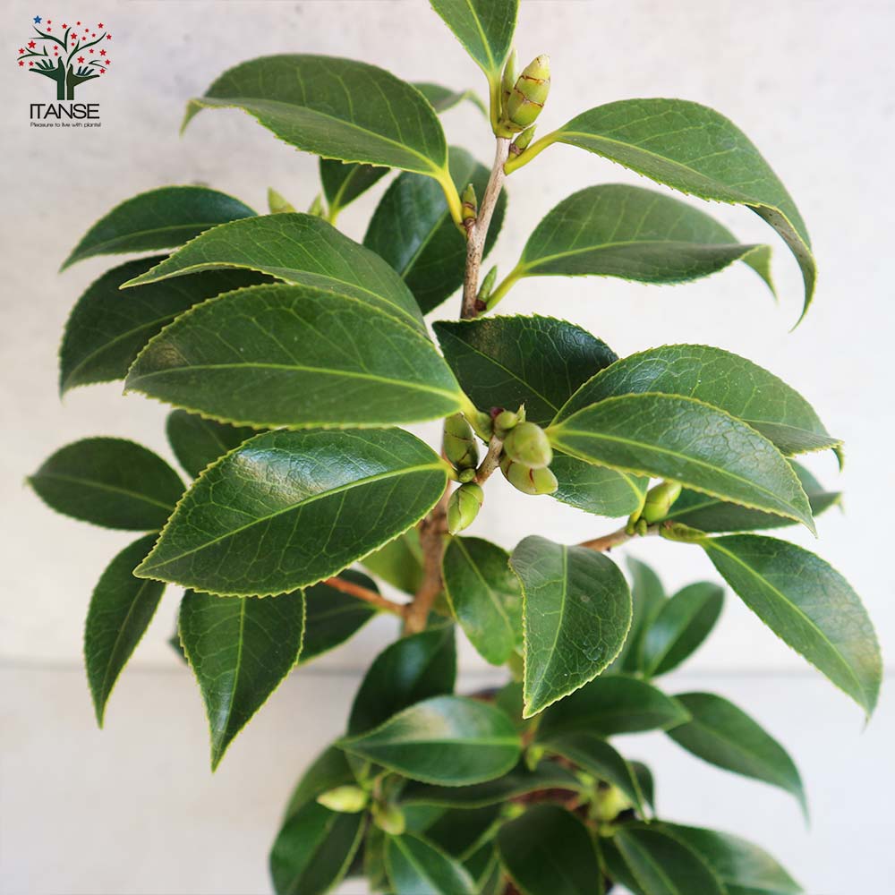 椿(ツバキ)の苗木 品種:胡蝶侘助(コチョウワビスケ)【庭木 4号ポット苗