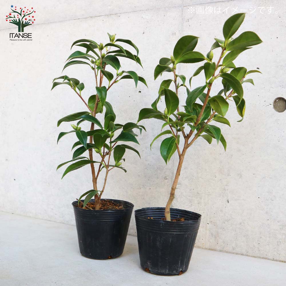 椿(ツバキ)の苗木 品種:胡蝶侘助(コチョウワビスケ)【庭木 4号ポット苗