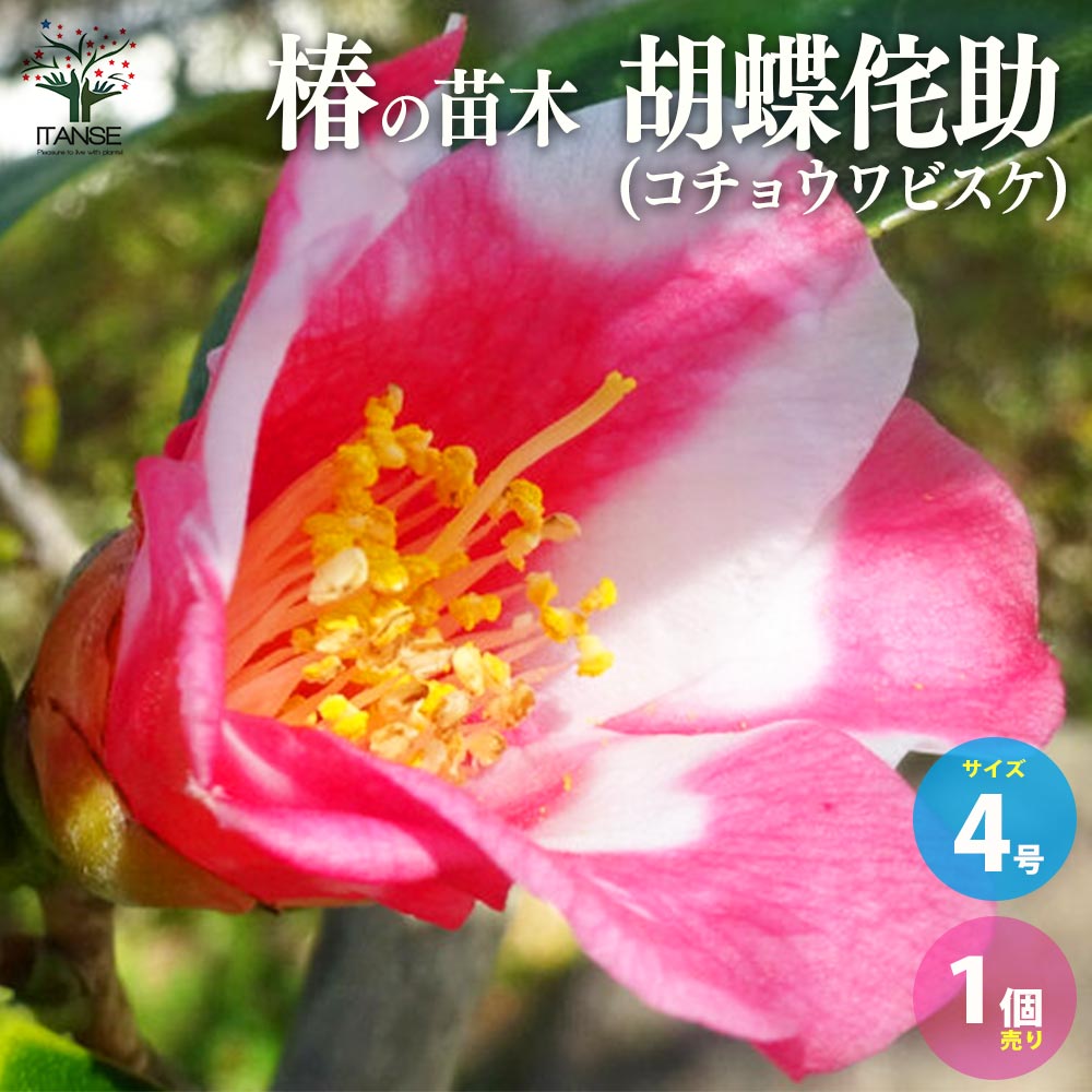 椿(ツバキ)の苗木 品種:胡蝶侘助(コチョウワビスケ)【庭木 4号ポット苗