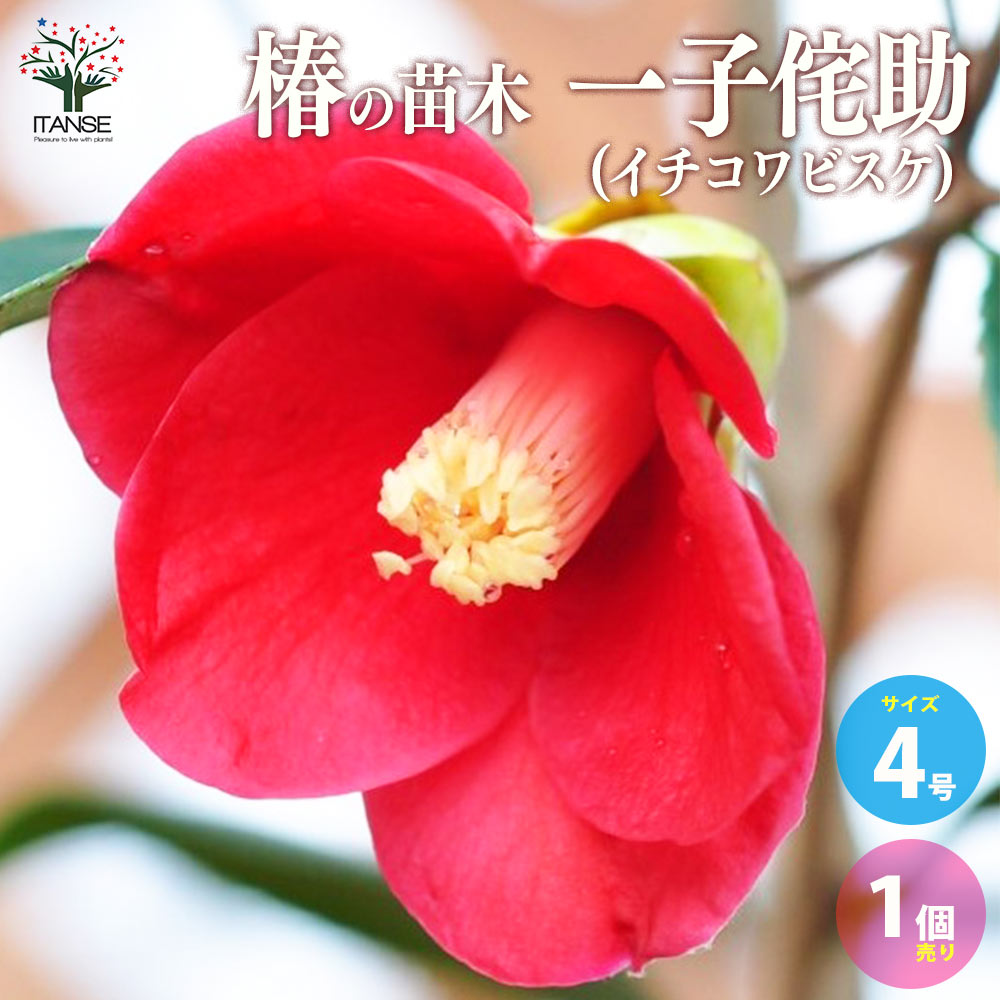 椿(ツバキ)の苗木 品種:一子侘助(イチコワビスケ)【庭木 4号ポット苗