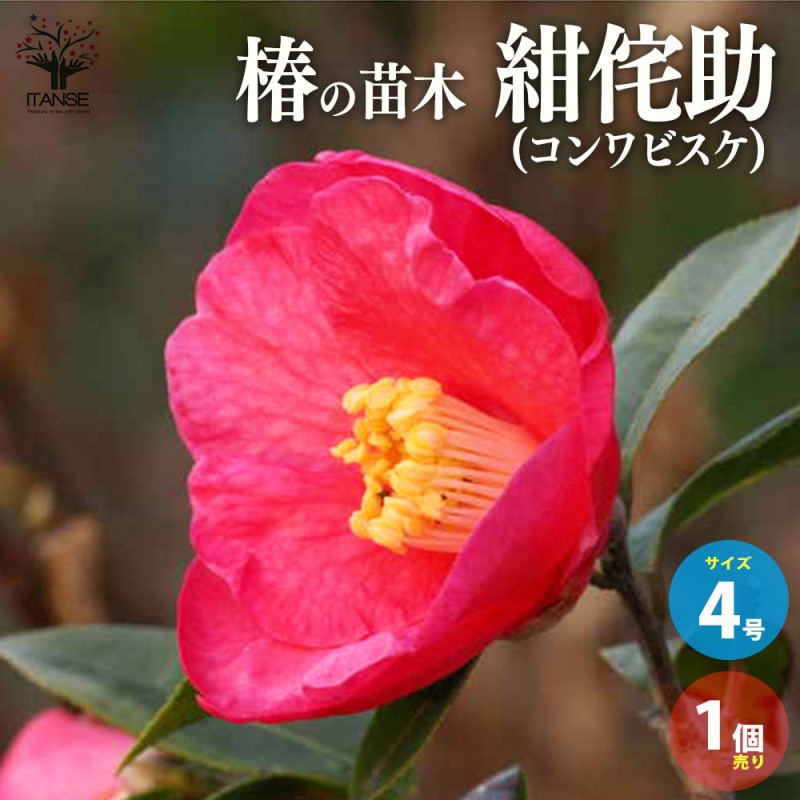 椿 紅侘助(べにわびすけ) 【庭木 4.5号鉢／1個売り】｜ 【植物の