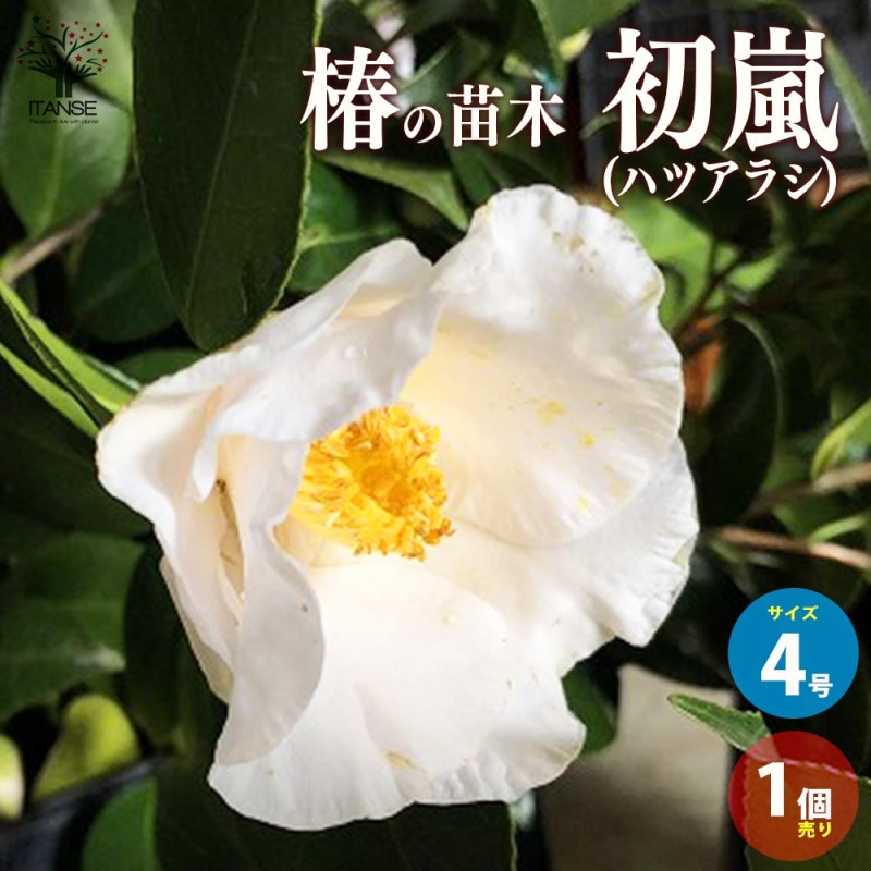 ツバキ・白侘助 白侘助（京都府立植物園）：2026年3月2日（月）｜藤井秀昭（『京都居候