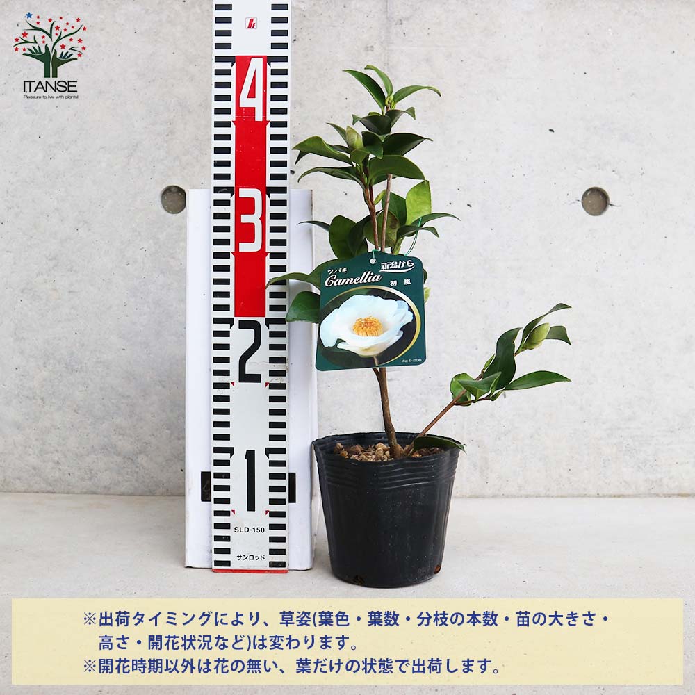 椿(ツバキ)の苗木 品種:初嵐(ハツアラシ)【庭木 4号ポット苗／1個売り