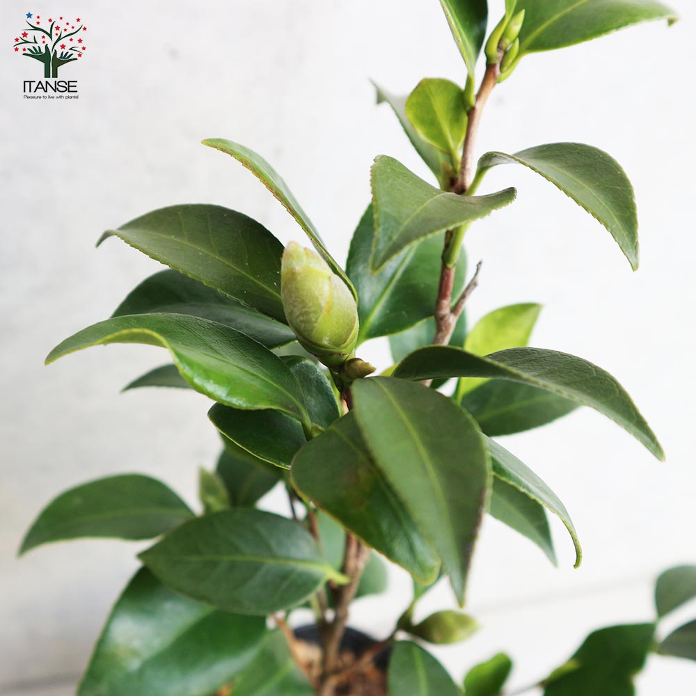 椿(ツバキ)の苗木 品種:初嵐(ハツアラシ)【庭木 4号ポット苗／1個売り