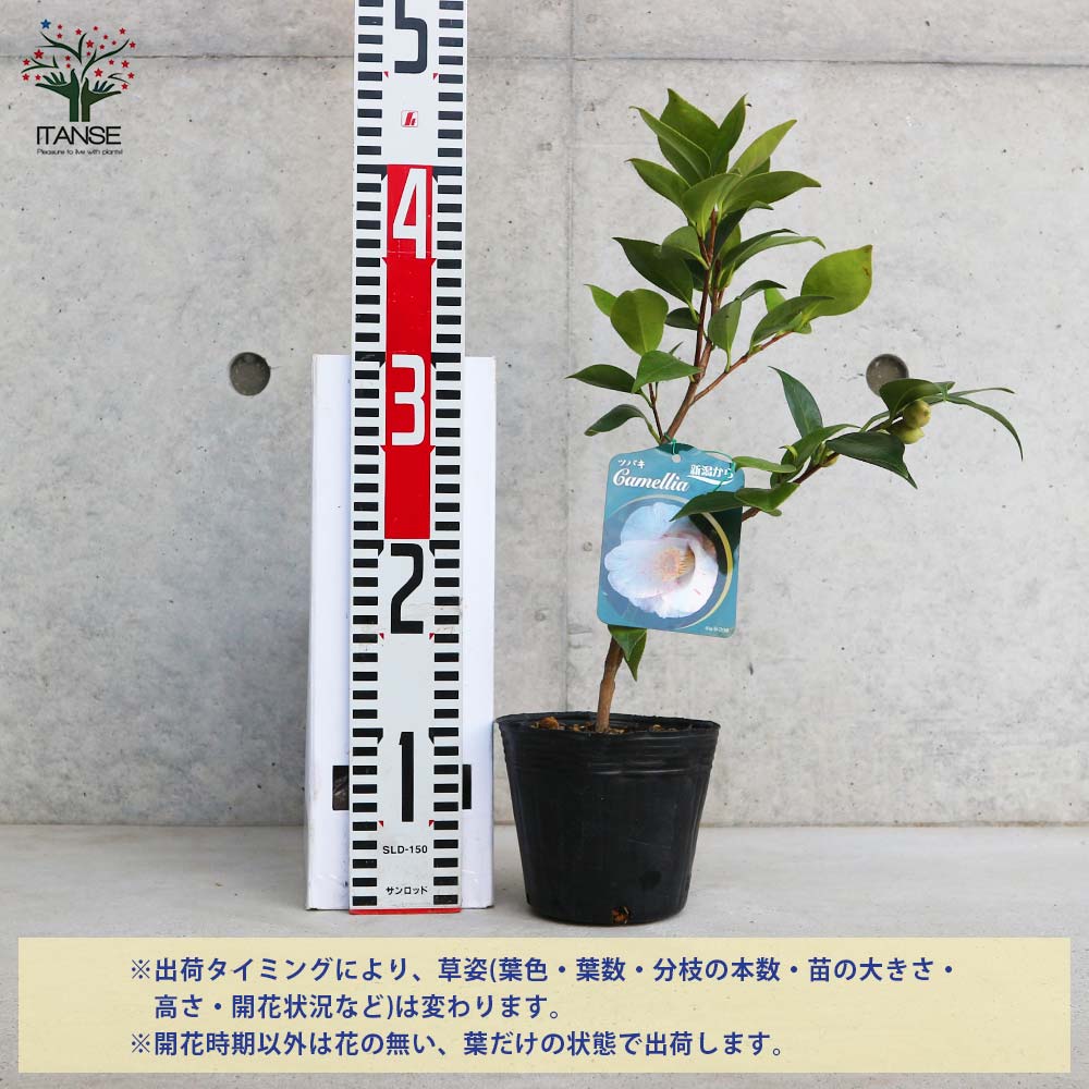 椿(ツバキ)の苗木 品種:吹雪白玉(フブキシラタマ)【庭木 4号ポット苗