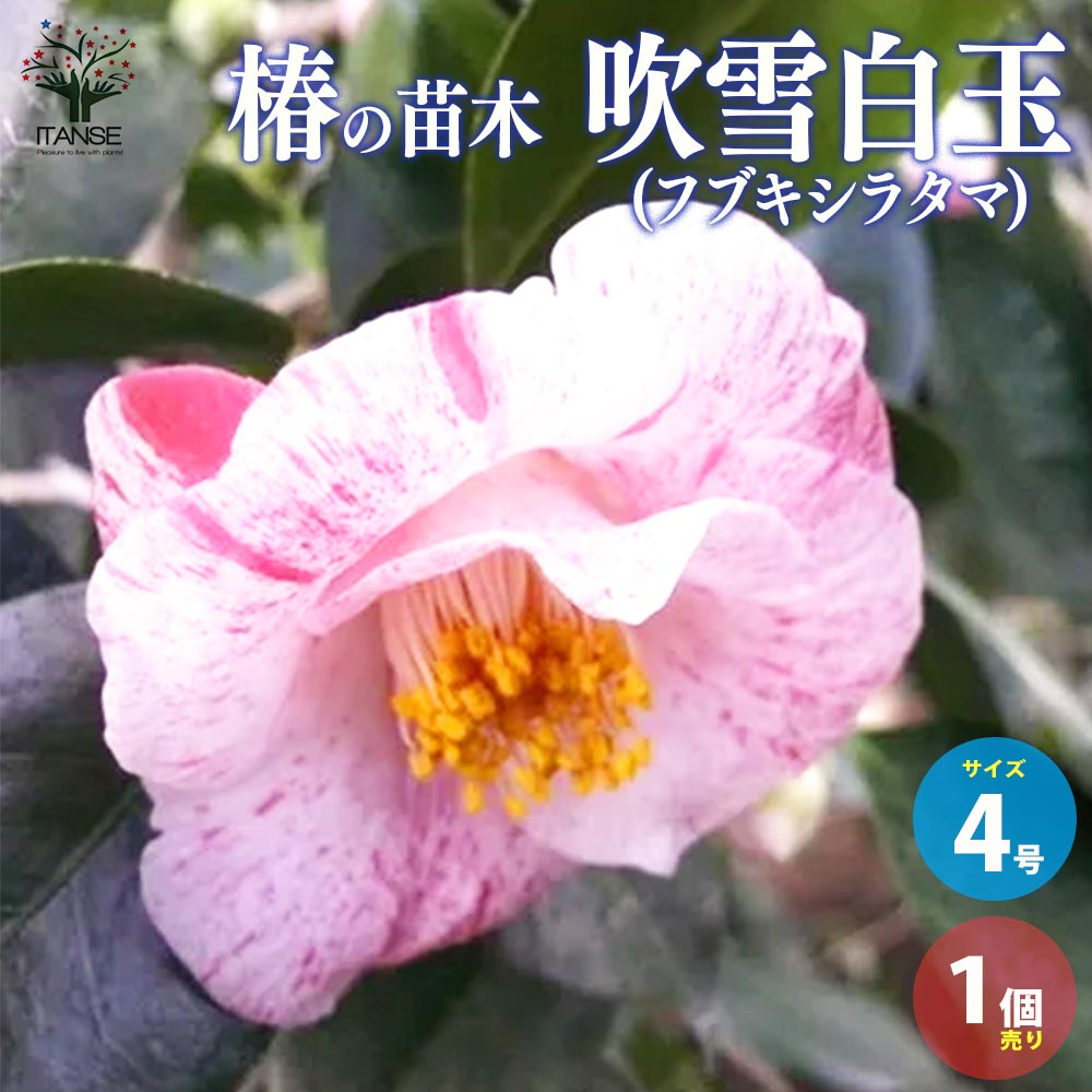 白玉　椿 椿(ツバキ)の苗木 品種:吹雪白玉(フブキシラタマ)【庭木 4号ポット苗