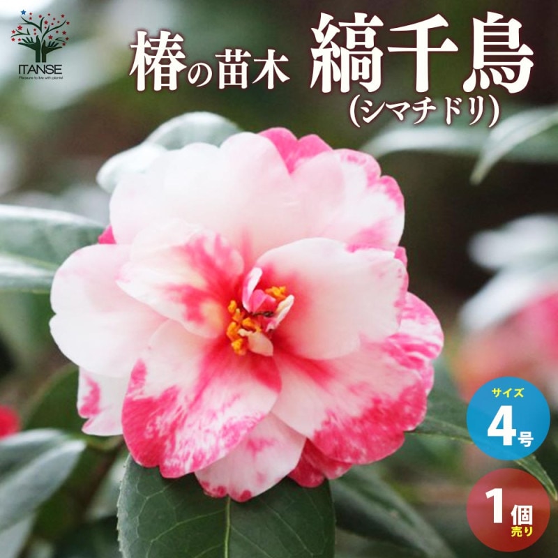 プルメリア苗木 品種：エピック【花苗 5号鉢／1個売り】｜ 【植物の