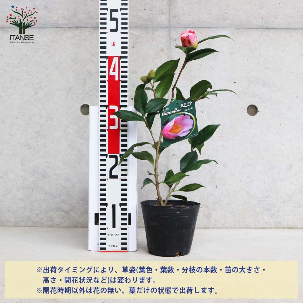 椿(ツバキ)の苗木 品種:西王母(セイオウボ)【庭木 4号ポット苗／1個