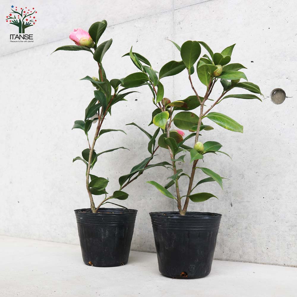 椿(ツバキ)の苗木 品種:西王母(セイオウボ)【庭木 4号ポット苗／1個