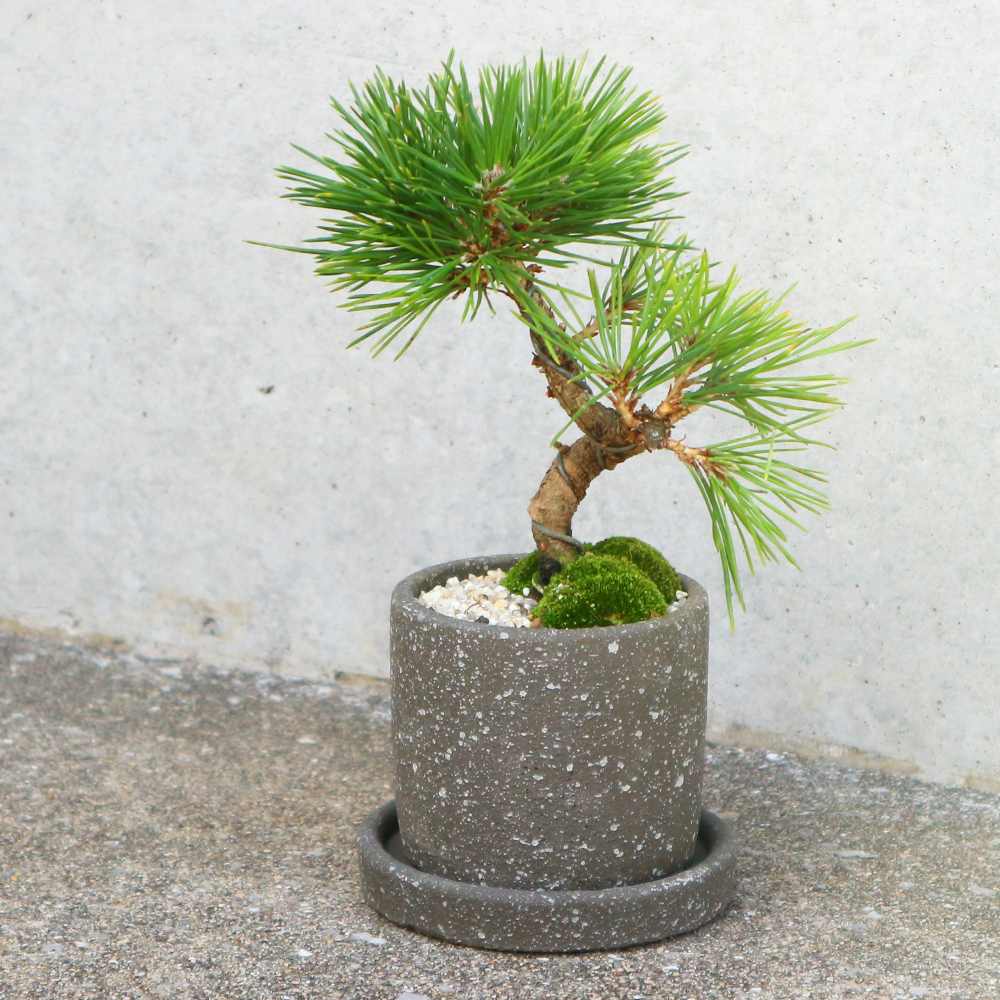 盆栽素材　黒松8 成長中♥ 黒松・曲付け小盆栽【庭木 8cmわびさびグレー素焼鉢／1個売り