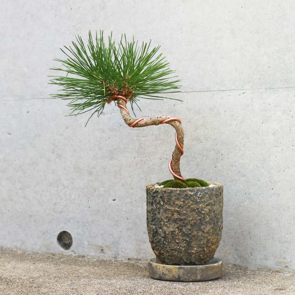 黒松・ねじり曲付け小盆栽【庭木 10cmわびさび荒素焼鉢／1個売り】