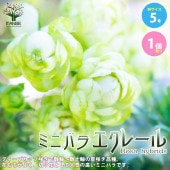 ミニ薔薇 エクレール【庭木 5号スクエアポット／1個売り】|植木・花木