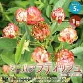 ミニ薔薇 ラディッシュ【庭木 5号スクエアポット／1個売り】|植木・花木