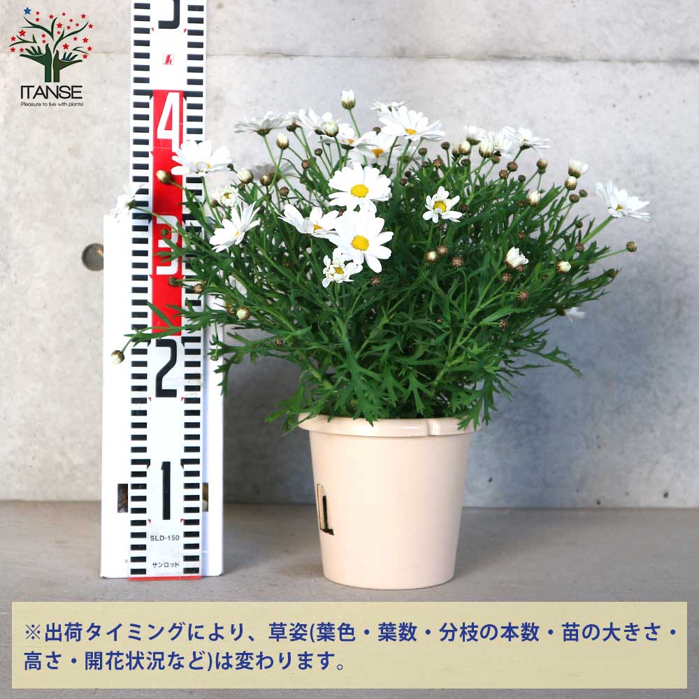 ●マーガレット s-l400.jpg