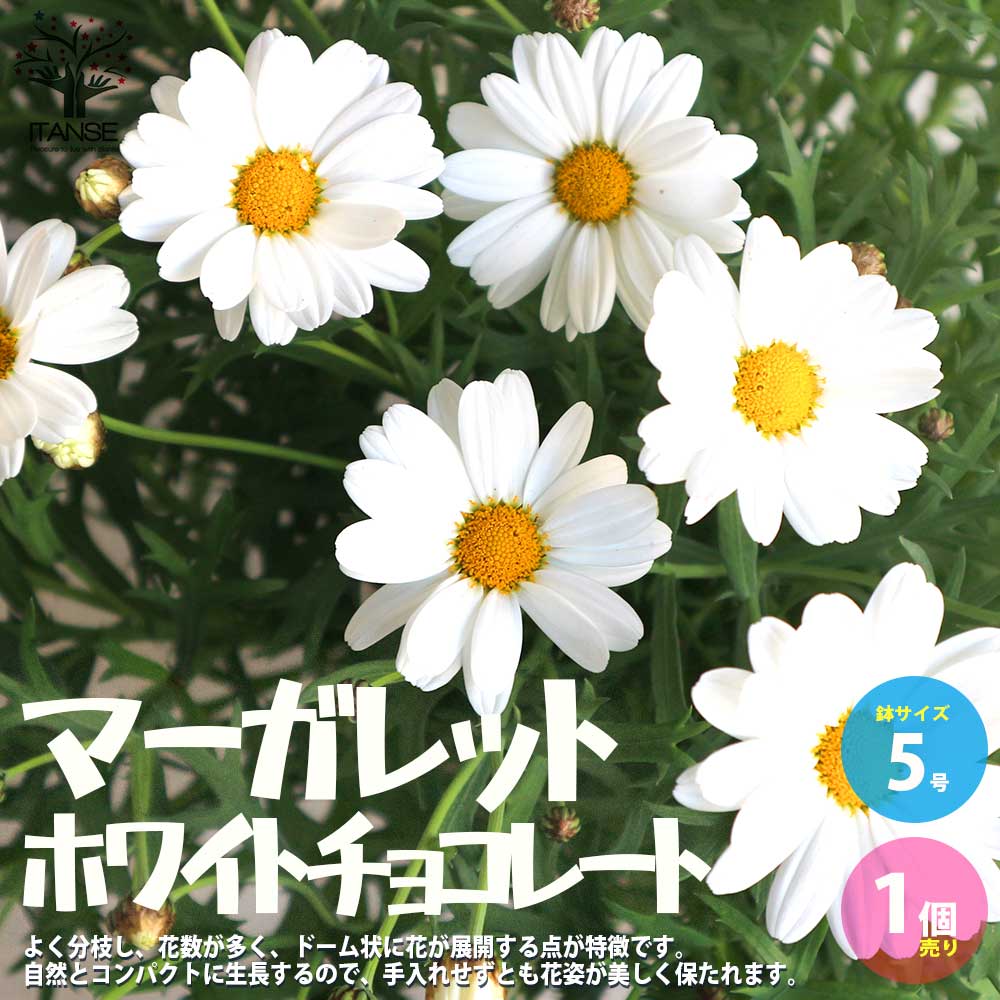 マーガレット・ホワイトチョコレート【花苗 5号鉢／1個売り】