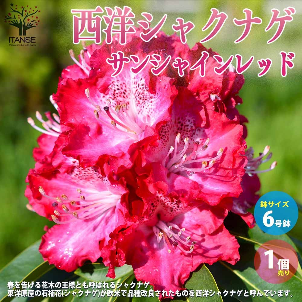 西洋シャクナゲ :品種 サンシャインレッド【庭木 6号／1個売り】