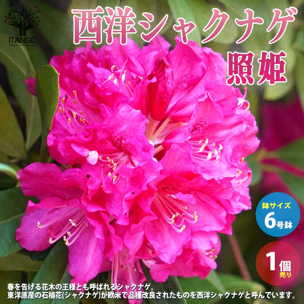 西洋シャクナゲ :品種 照姫(てるひめ)【庭木 6号／1個売り】