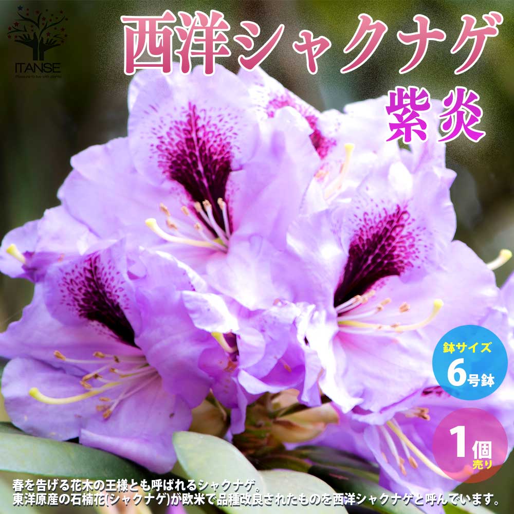 西洋シャクナゲ :品種 紫炎(シエン)【庭木 6号／1個売り】
