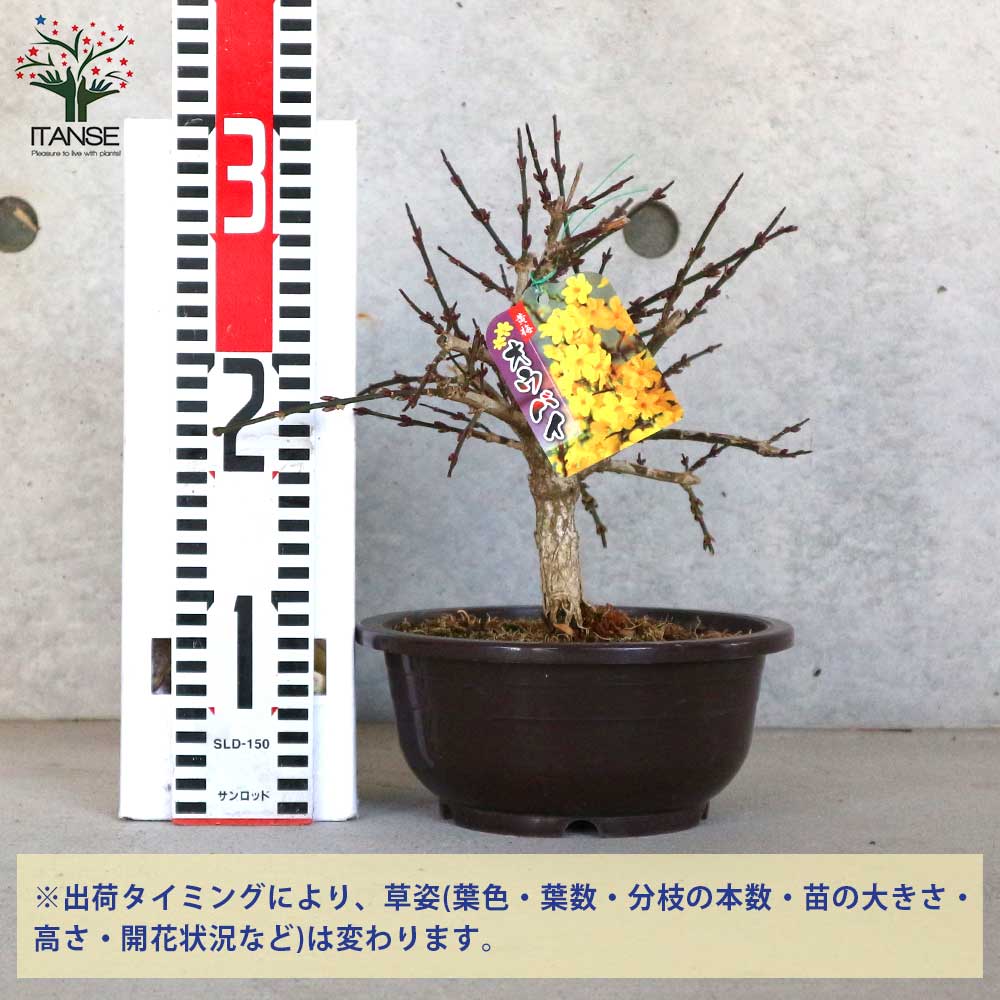 黄梅(オウバイ) 盆栽仕立て【庭木 6号鉢／1個売り】｜ 【植物の