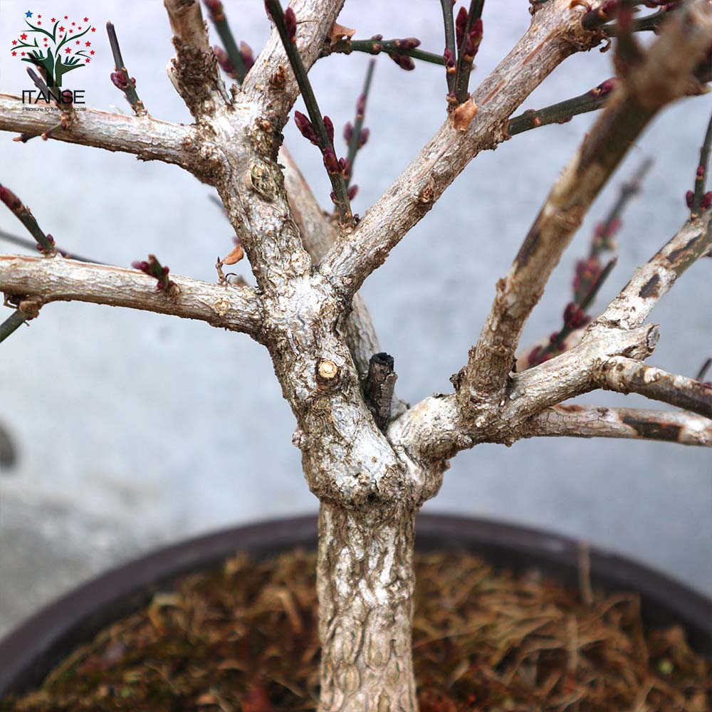 黄梅(オウバイ) 盆栽仕立て【庭木 6号鉢／1個売り】｜ 【植物の