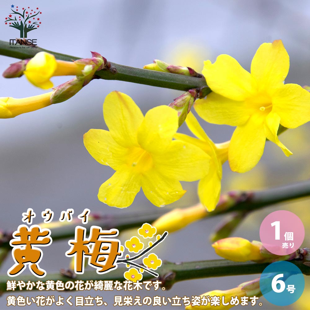 黄梅 黄梅(オウバイ) 盆栽仕立て【庭木 6号鉢／1個売り】｜ 【植物の