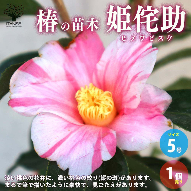 栽培セット グリーンカン ワイルドストロベリー 【1個売り】｜ 【植物