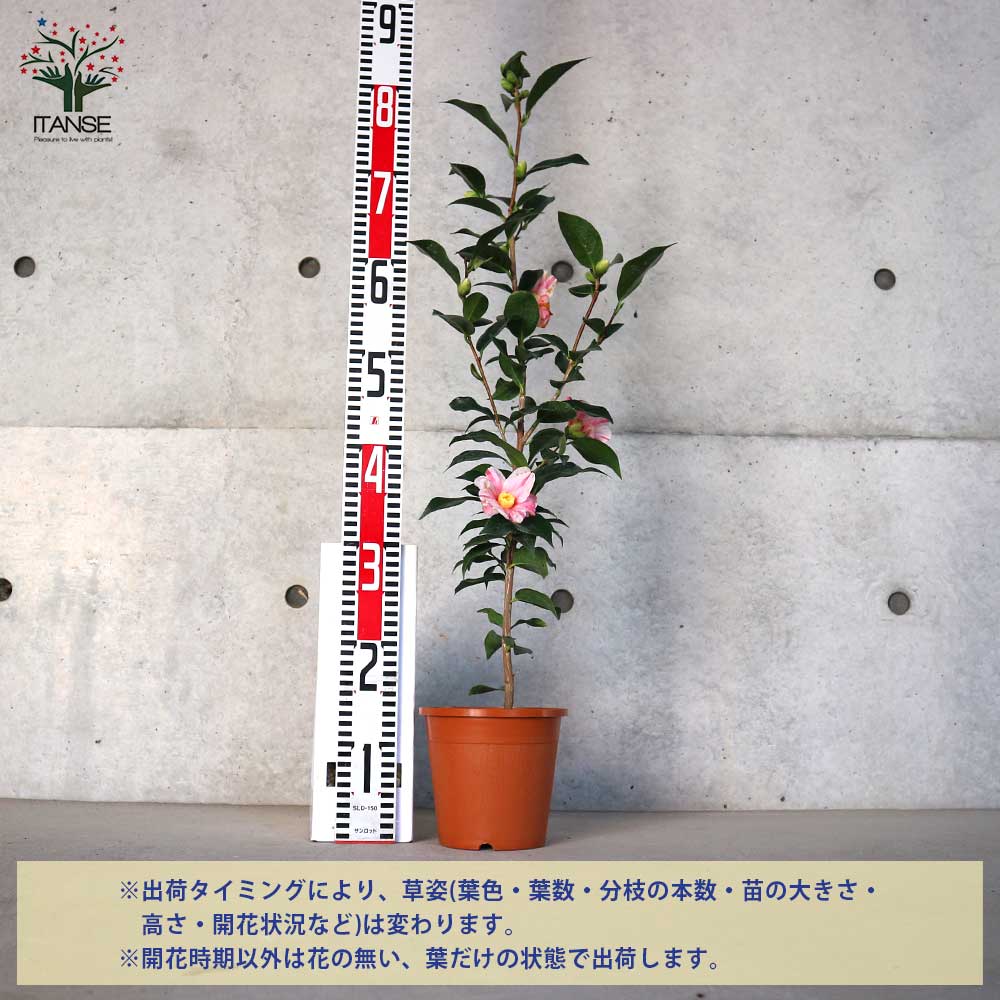 椿(ツバキ)の苗木 品種：姫侘助(ヒメワビスケ)【庭木 5号鉢／1個