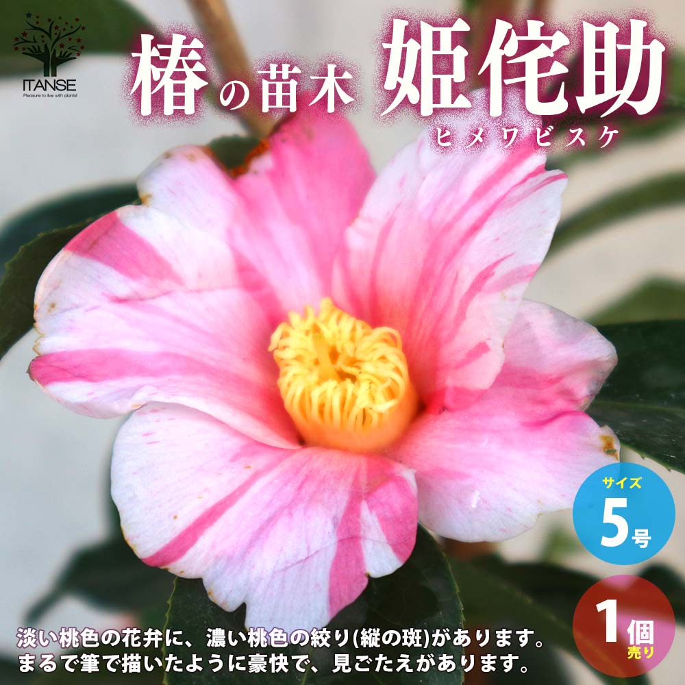 椿(ツバキ)の苗木 品種：姫侘助(ヒメワビスケ)【庭木 5号鉢／1個