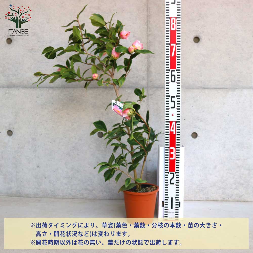 椿(ツバキ)の苗木 品種：弁天西王母(ベンテンセイオウボ)【庭木 5号鉢