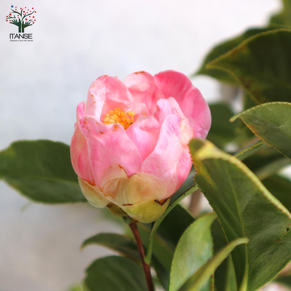 椿(ツバキ)の苗木 品種：弁天西王母(ベンテンセイオウボ)【庭木 5号鉢