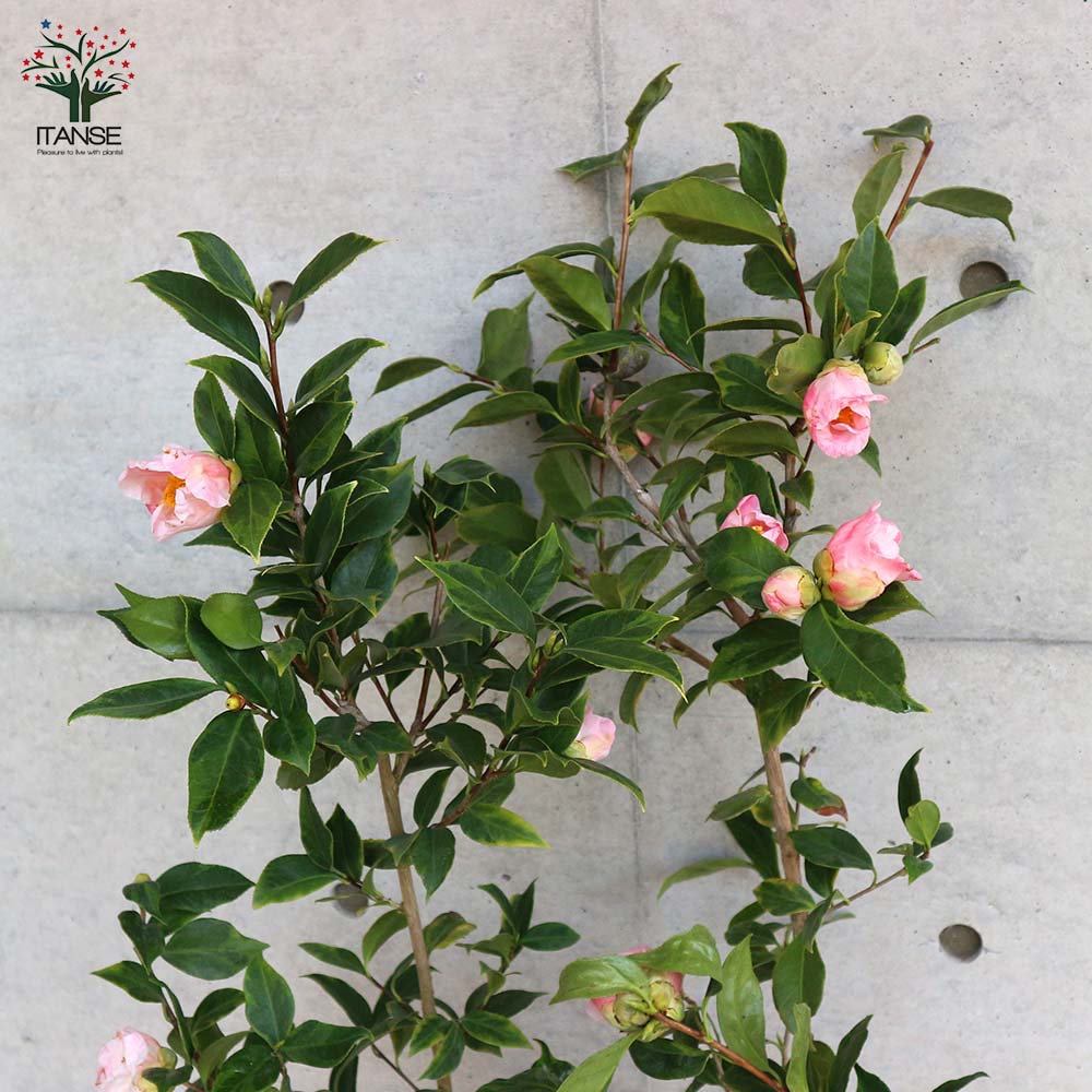 西村佳津子 「椿」 Amazon.co.jp: GOLDEN☆BEST 森山良子 さとうきび畑: ミュージック