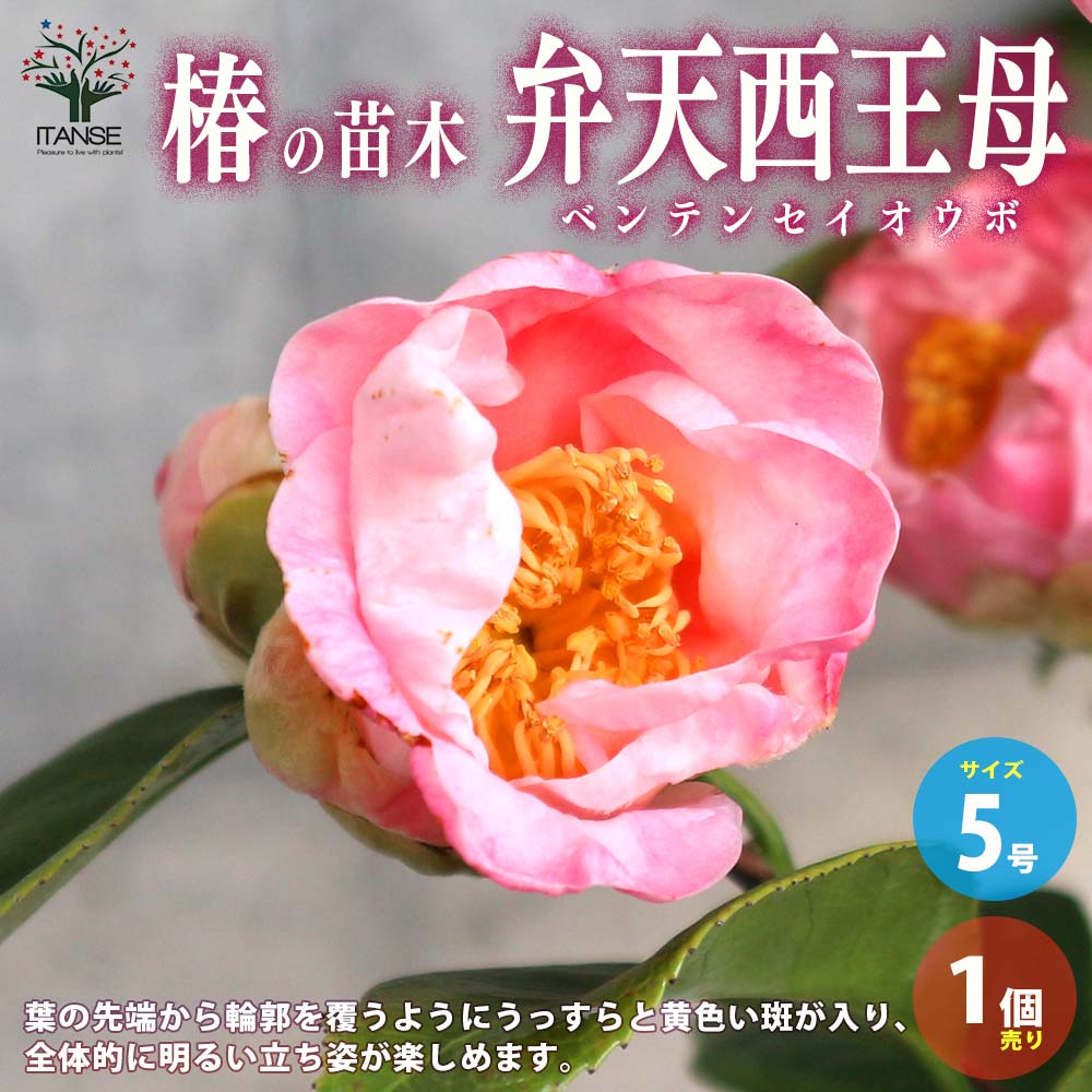 椿(ツバキ)の苗木 品種：弁天西王母(ベンテンセイオウボ)【庭木 5号鉢