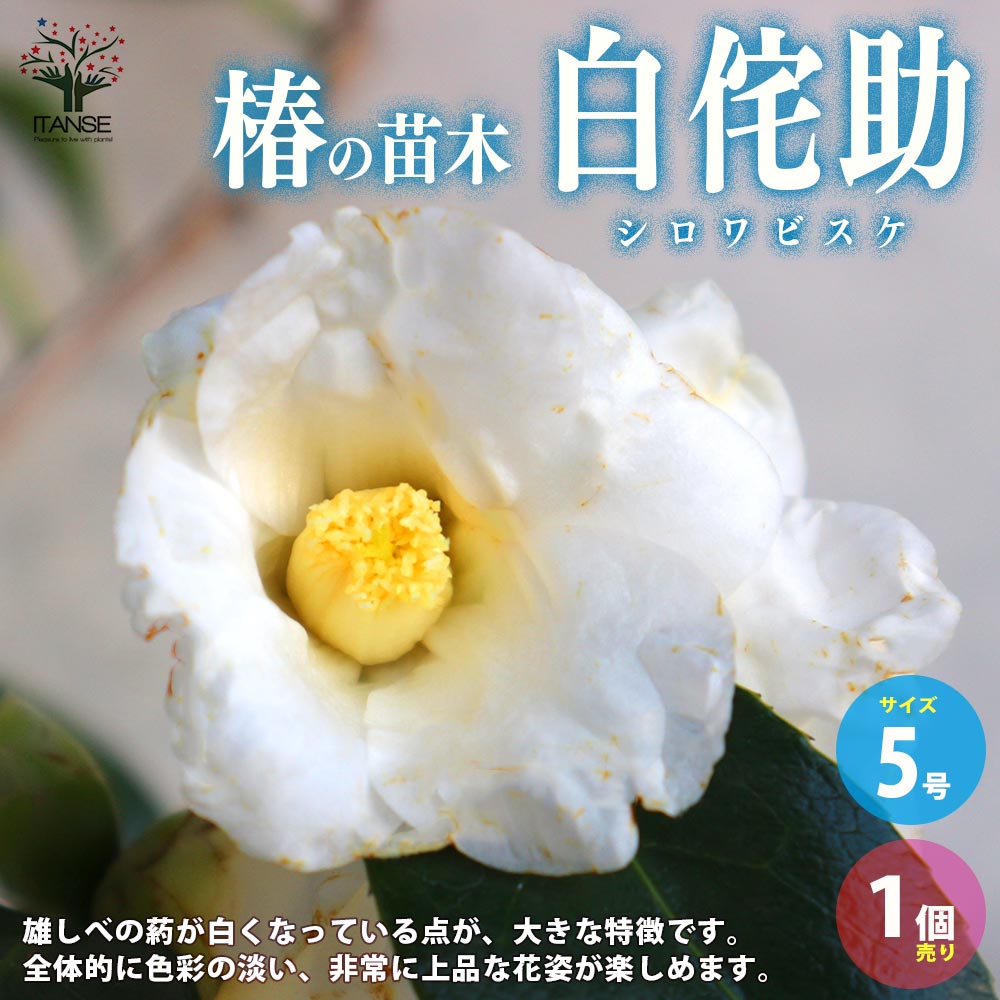 椿(ツバキ)の苗木 品種：白侘助(シロワビスケ)【庭木 5号鉢／1個売り